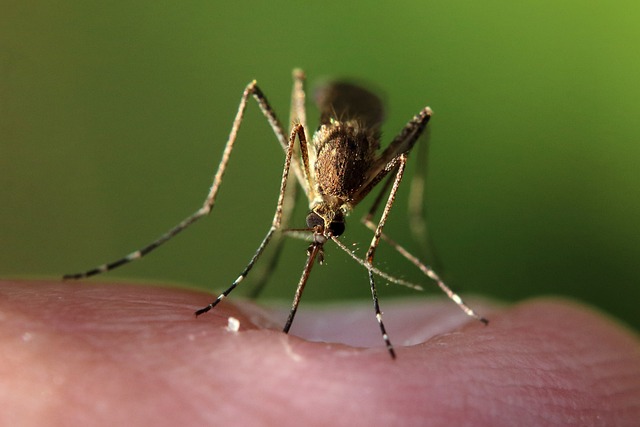 pest-control-640x480-16235377.jpeg