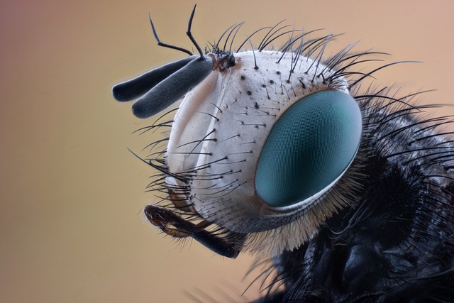 pest-control-640x480-63292831.jpeg