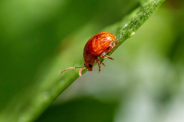 Pest Control