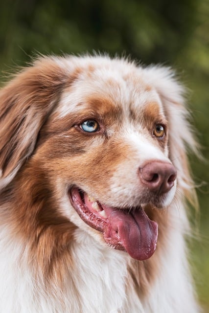 Pet Insurance