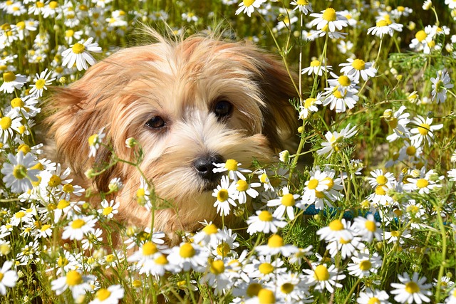 pet-insurance-640x480-24273574.jpeg