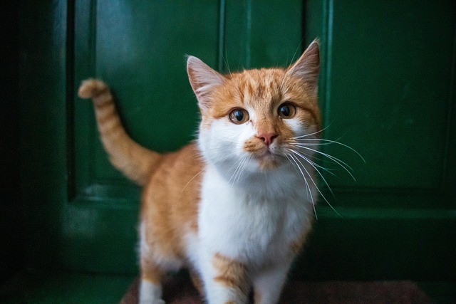 Pet Insurance