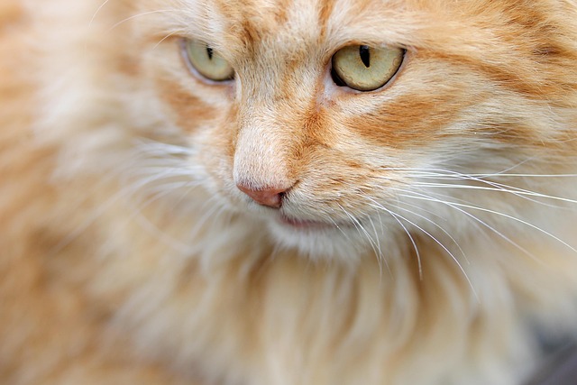 Pet Insurance