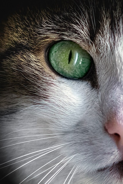 Pet Insurance