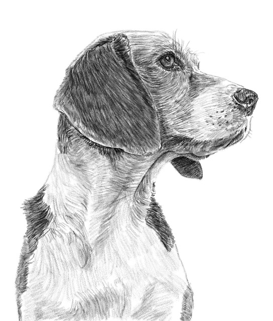 pet-insurance-640x480-58208019.jpeg