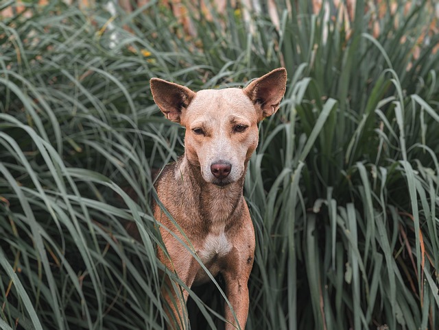 pet-insurance-640x480-6752317.jpeg