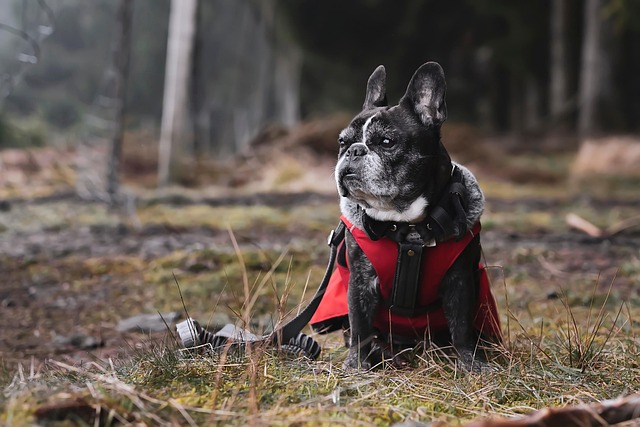 pet-insurance-640x480-7216350.jpeg
