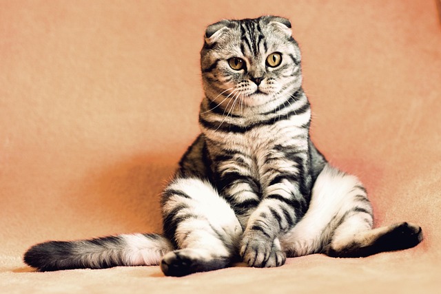 Pet Insurance