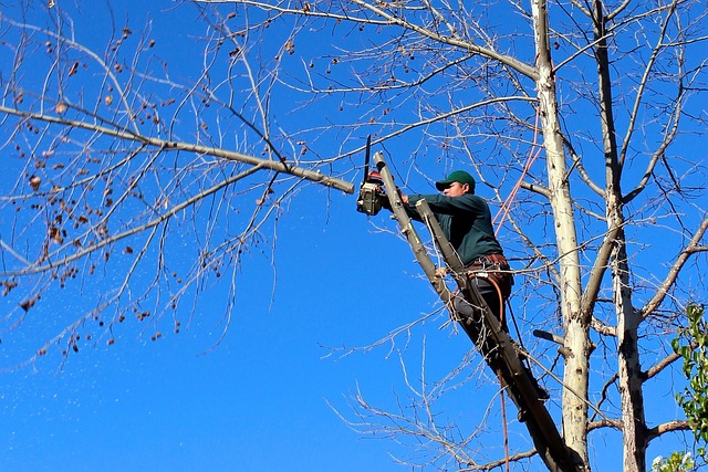 Tree Care Services