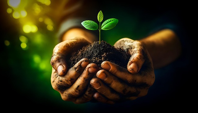 tree-care-services-640x480-74517621.jpeg