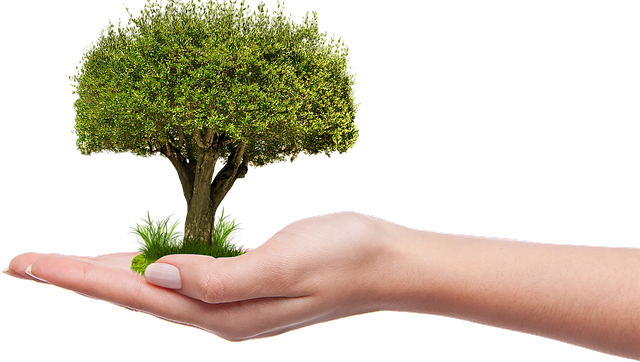tree-care-services-640x480-82987630.png