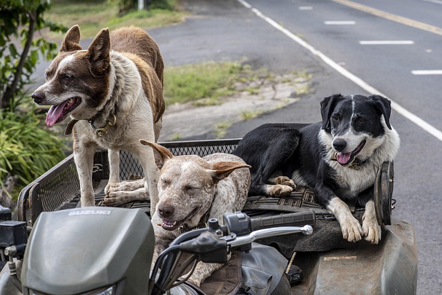 Vehicle Insurance