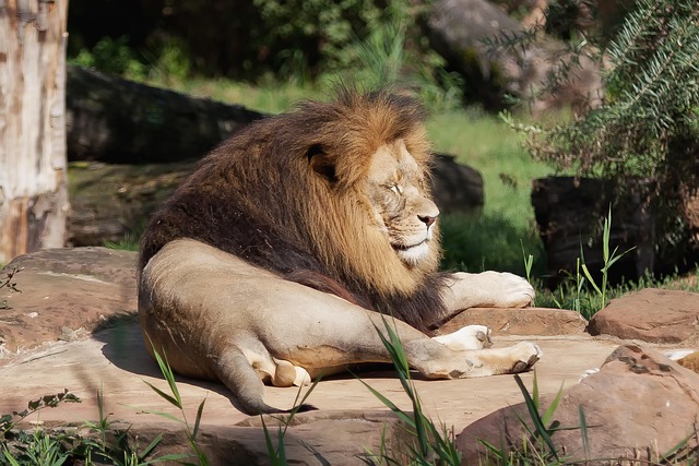 wildlife-control-640x480-44716490.jpeg