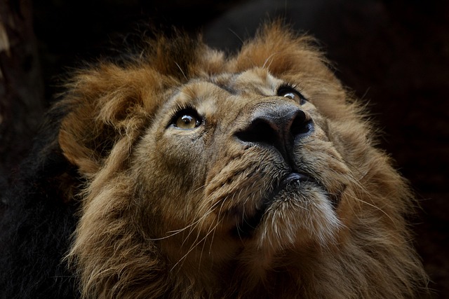 wildlife-control-640x480-81351136.jpeg