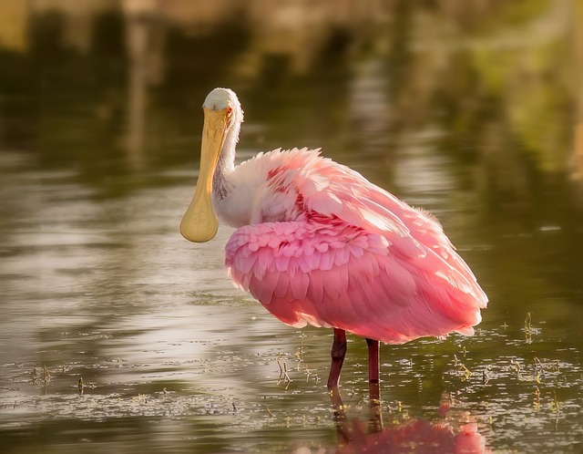 Wildlife Control