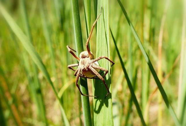 lawn-and-plant-640x480-56369578.jpeg