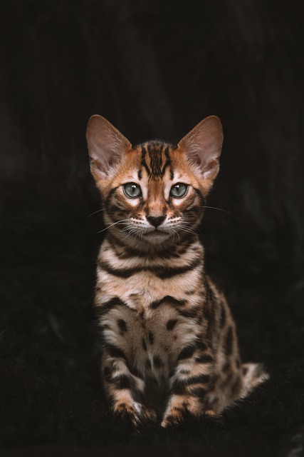 Pet Insurance