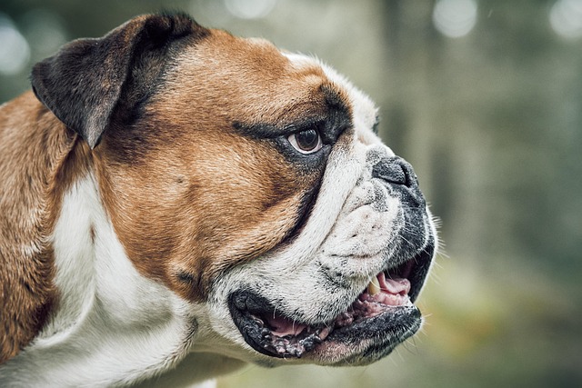 Pet Insurance