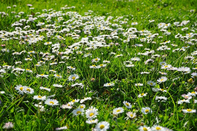 Lawn and Plant