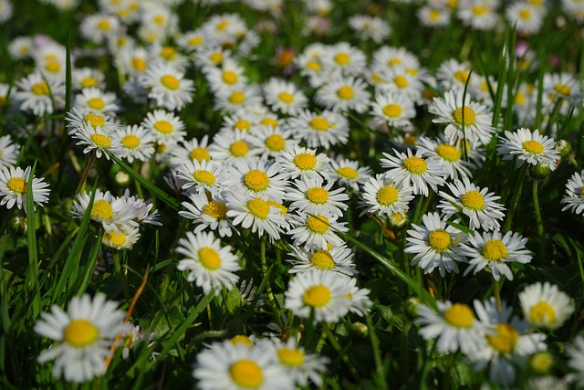 lawn-and-plant-640x480-86978907.jpeg