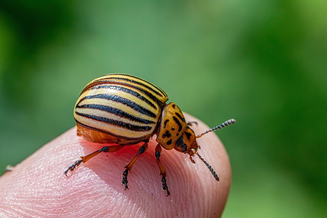 Pest Control