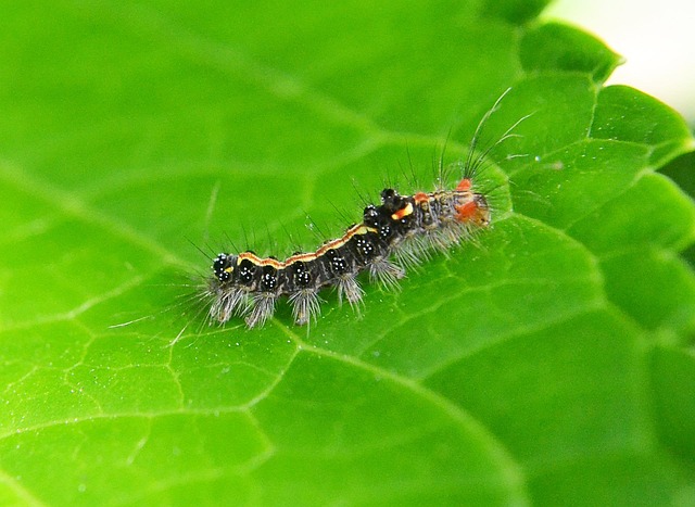 pest-control-640x480-48640950.jpeg