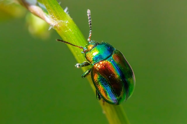Pest Control