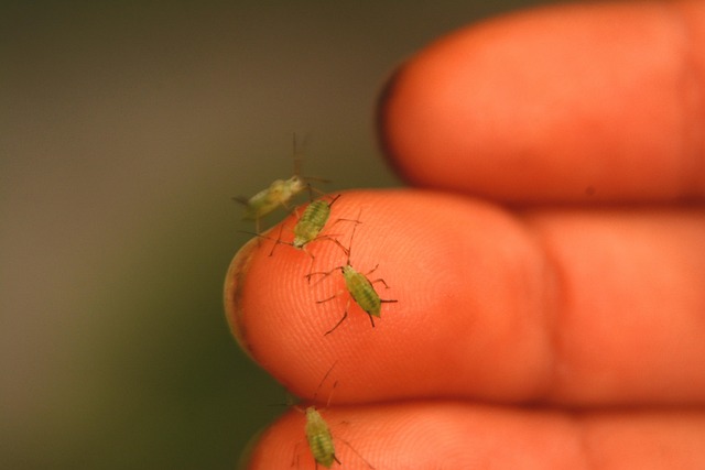 Pest Monitoring