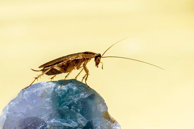 Pest Monitoring
