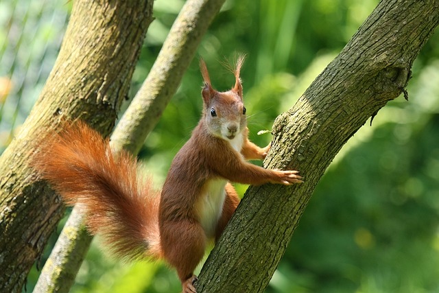 rodent-control-640x480-10440788.jpeg