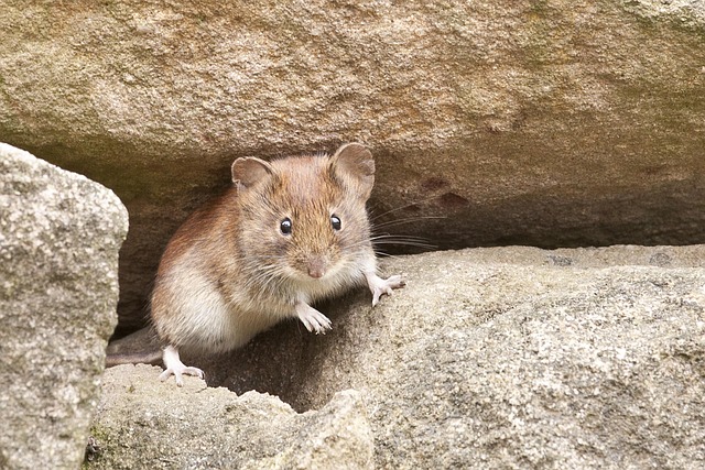 Rodent Control