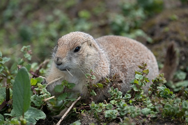 Rodent Control