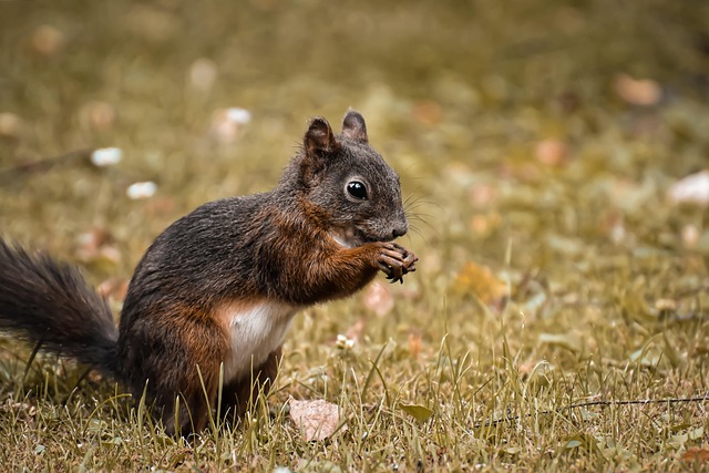 Rodent Control