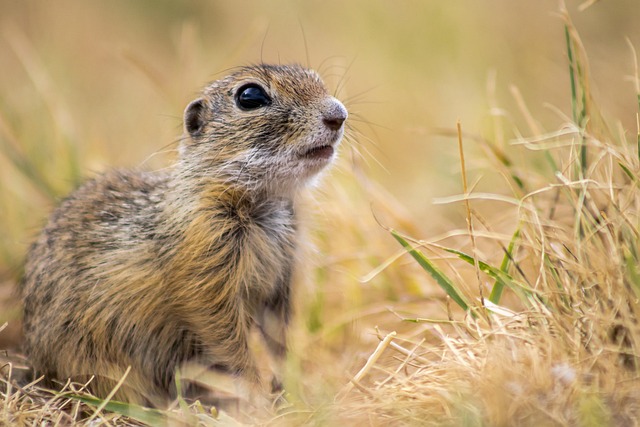 Denver Rodent Control: Effective Gnaw-Proof Barrier Installation Tips