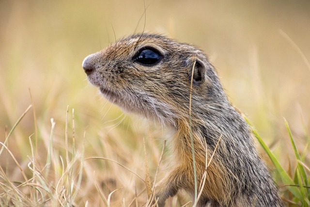 DIY &amp; Professional Rodent Control for Denver Restaurants