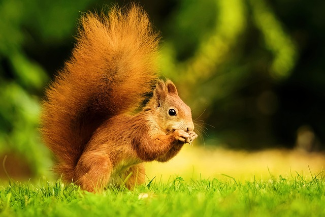 Rodent Control