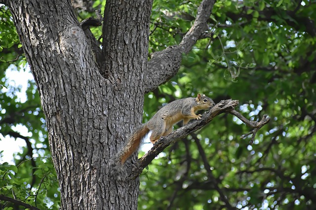rodent-control-640x480-46061809.jpeg