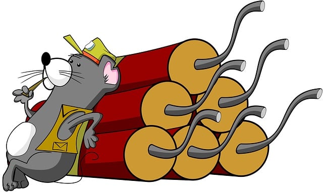 Best Rodent Control Denver: Monitor, Follow Up, Prevent Infestations