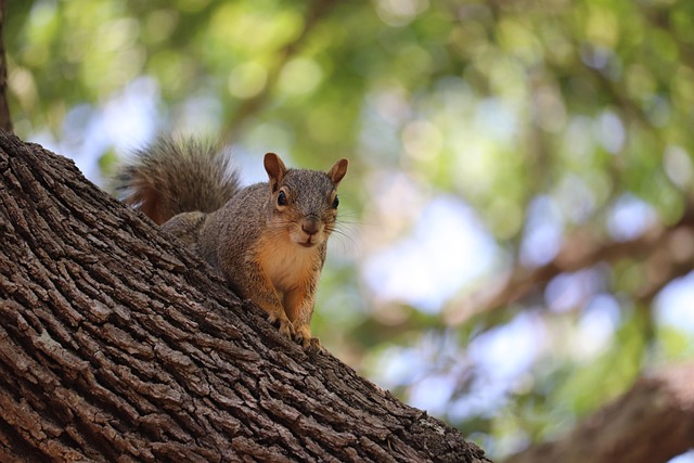 Rodent Control