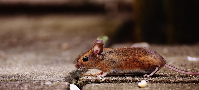 Pest Control Denver CO: Stop Norway Rats Effectively