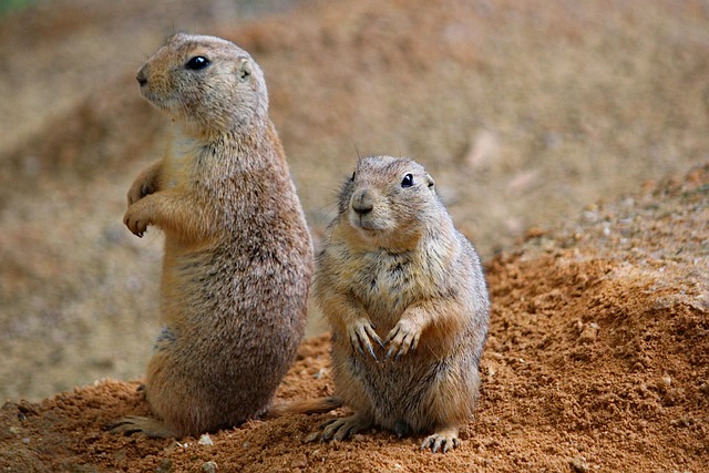 Rodent Control
