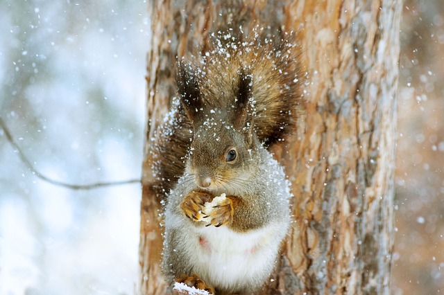 Rodent Control Denver: Safeguard Your Crawl Space, Prevent Future Infestations