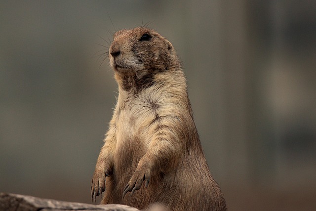 rodent-control-640x480-79055306.jpeg