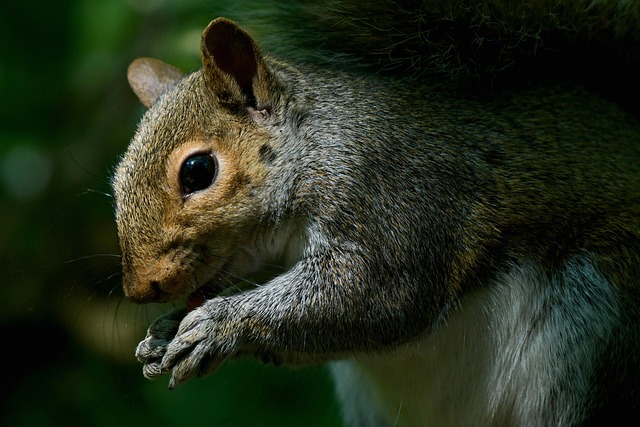 Rodent Control Denver CO: Beating Norway Rats