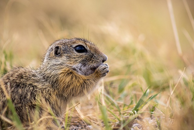 Mouse Trapping Denver: Expert Strategies for Effective Control