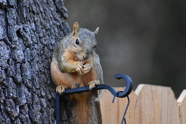 Rodent Infestation Denver: Traps, Prevention &amp; Solutions