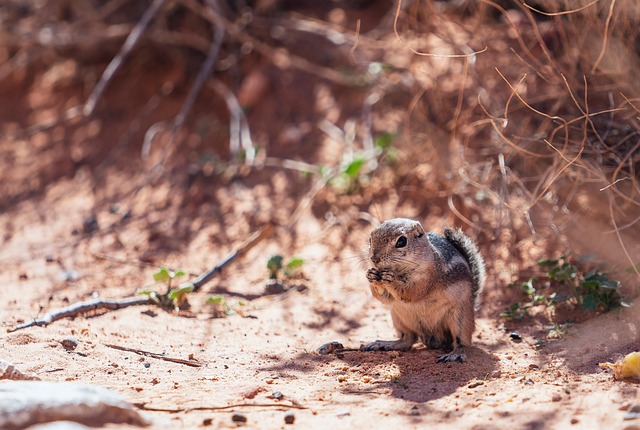 DIY Rodent Control: Denver Home Exclusion &amp; Proofing Guide