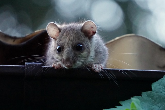 Rodent Extermination Denver: Prevent Restaurant Pest Infestations