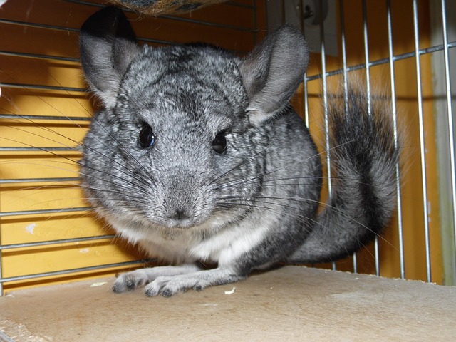 Sealing Entry Points: Denver Rodent Service Experts Share Tips