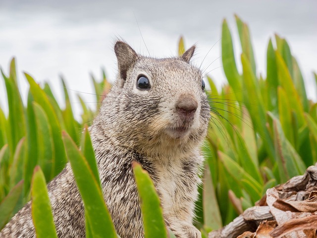 Rats Removal Denver: 24/7 Emergency Response Solutions